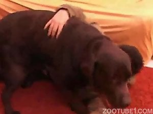Cãozinho pega dona fogosa do cuzão