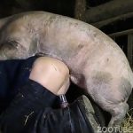 Porquinho safado fodendo o peão gay da fazenda