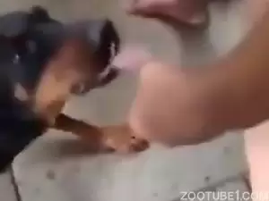 Homem ganhando lambida de cachorro no pau