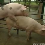Sexo entre animais de zoofilia com porcos