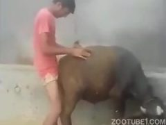 Calves sucking cocks