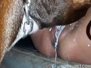 Free xxx animal sex video