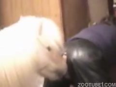 Guy cums in cow