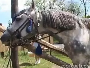 cavalo viado zomofilia