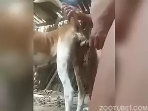 homem faz saxes com cachorra