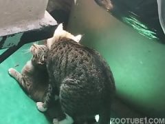 gatos chupando buceta