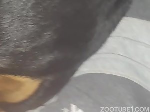 cachorrinho pequeno comendo buceta