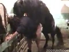 cavalo comendo gay porn