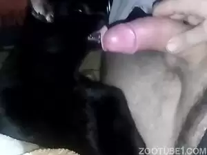 gato chupando bucet