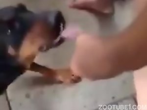 homem roubando cachorra