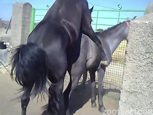 cavalo gozando né mulher
