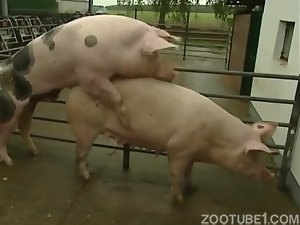 porco acasalando com porca