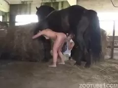 cavalo chupando um pau