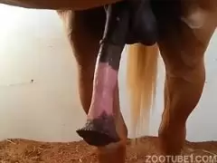 cavalo metend ok em homem