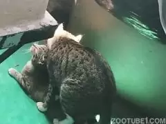 gatos lambendo bicetas