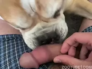 cachorro fodendo com galinha