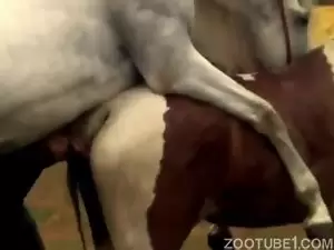 cavalo sexo com égua