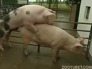 sexo com porco mulher