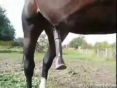 tio ajuda sobrinha com cavalo