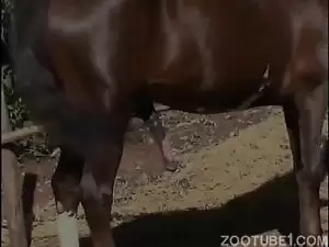 morena mamando cavalo